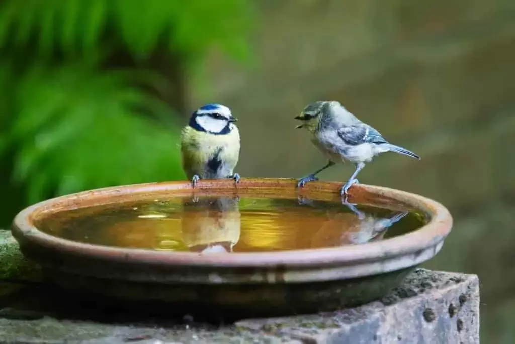 A photograph of two birds facing each other on a ledge, and who appear to be engaging in conversation.